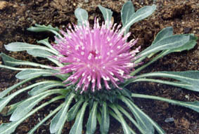 Jurinea moschus ssp moschus